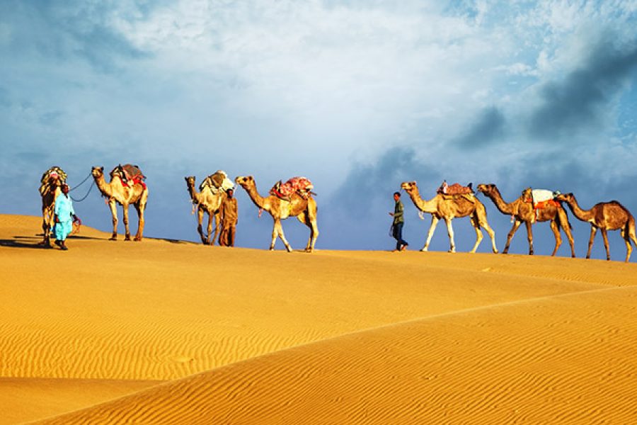 Overnight Safari