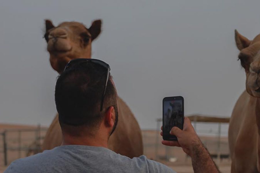 Overnight Safari