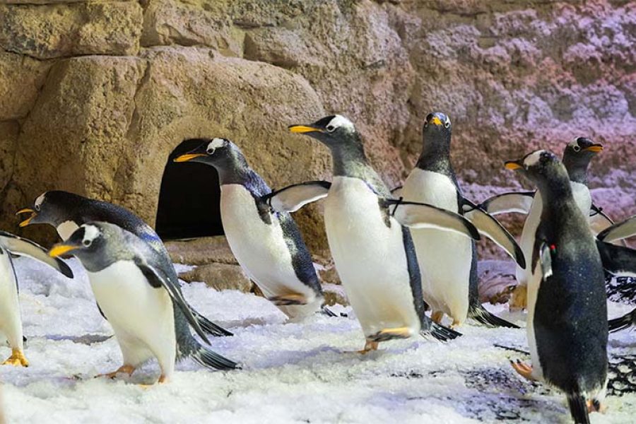 Dubai Aquarium and Penguin Encounter